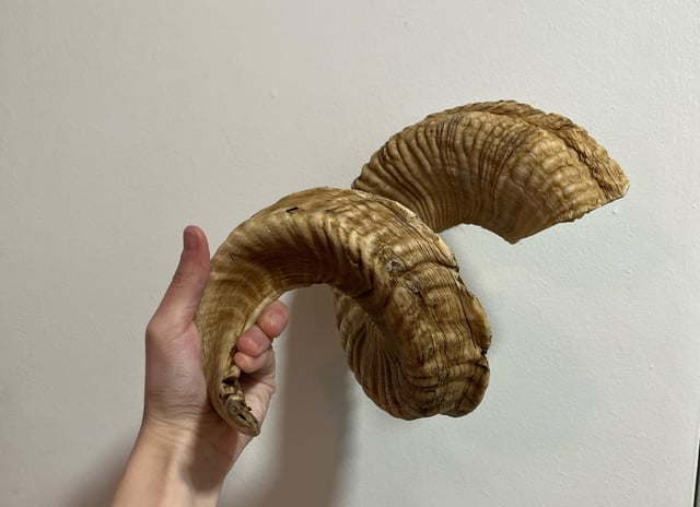 Where to have a custom shofar made in the U.S. (not chabad, I called them)?