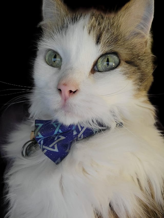 Do you like my daughter's school picture? I got her a very special tie!