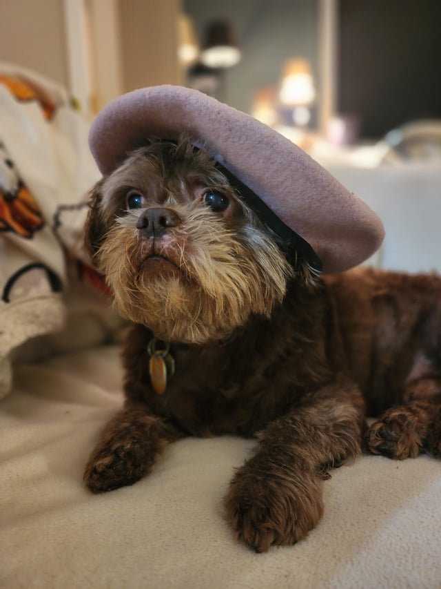 My distinguished Sephardic (Moroccan) little houseguest.